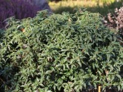 Stechpalme 'Heckenzwerg' ® -Edelrosen Geschaft stechpalme heckenzwerg m052654 w 6