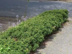 Stechpalme 'Heckenzwerg' ® -Edelrosen Geschaft stechpalme heckenzwerg m052654 w 7