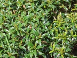 Stechpalme 'Heckenzwerg' ® -Edelrosen Geschaft stechpalme heckenzwerg m052654 w 8