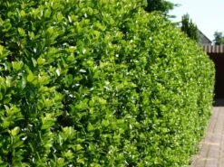 Stechpalme 'Blue Prince' ®