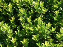 Stechpalme 'Blue Prince' ® -Edelrosen Geschaft stechpalme maennlich blue prince m002456 w 0