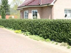 Stechpalme 'Blue Prince' ® -Edelrosen Geschaft stechpalme maennlich blue prince m002456 w 7