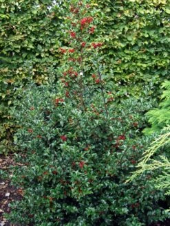 Stechpalme Weiblich 'Blue Princess' ® -Edelrosen Geschaft stechpalme weiblich blue princess m053065 w 1