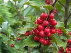 Stechpalme Weiblich 'Blue Princess' ® -Edelrosen Geschaft stechpalme weiblich blue princess m053065 w 3