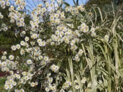 Sternwolkenaster 'Snowbank' -Edelrosen Geschaft sternwolkenaster snowbank m057951 w 0