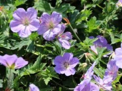 Storchschnabel 'Azure Rush' ® -Edelrosen Geschaft storchschnabel azure rush m076852 w 0