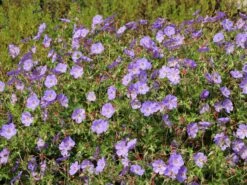 Storchschnabel 'Azure Rush' ® -Edelrosen Geschaft storchschnabel azure rush m076852 w 1