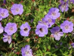 Storchschnabel 'Azure Rush' ® -Edelrosen Geschaft storchschnabel azure rush m076852 w 3