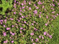 Storchschnabel 'Blushing Turtle' ® 18 Storchschnabel 'Blushing Turtle' ® -Edelrosen Geschaft storchschnabel blushing turtle m099378 w 0