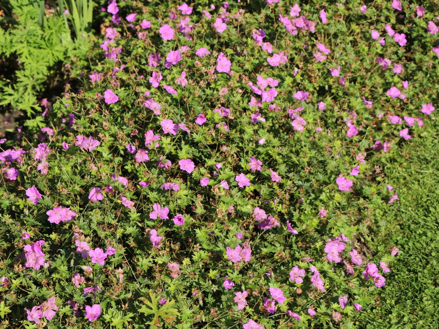 Storchschnabel 'Blushing Turtle' ® 8 Storchschnabel 'Blushing Turtle' ® – Bild 8