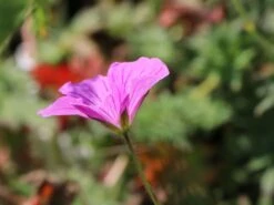 Storchschnabel 'Blushing Turtle' ® 17 Storchschnabel 'Blushing Turtle' ® -Edelrosen Geschaft storchschnabel blushing turtle m099378 w 2