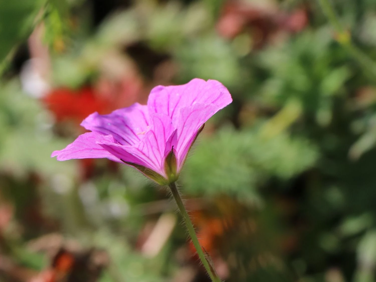 Storchschnabel 'Blushing Turtle' ® 7 Storchschnabel 'Blushing Turtle' ® – Bild 7