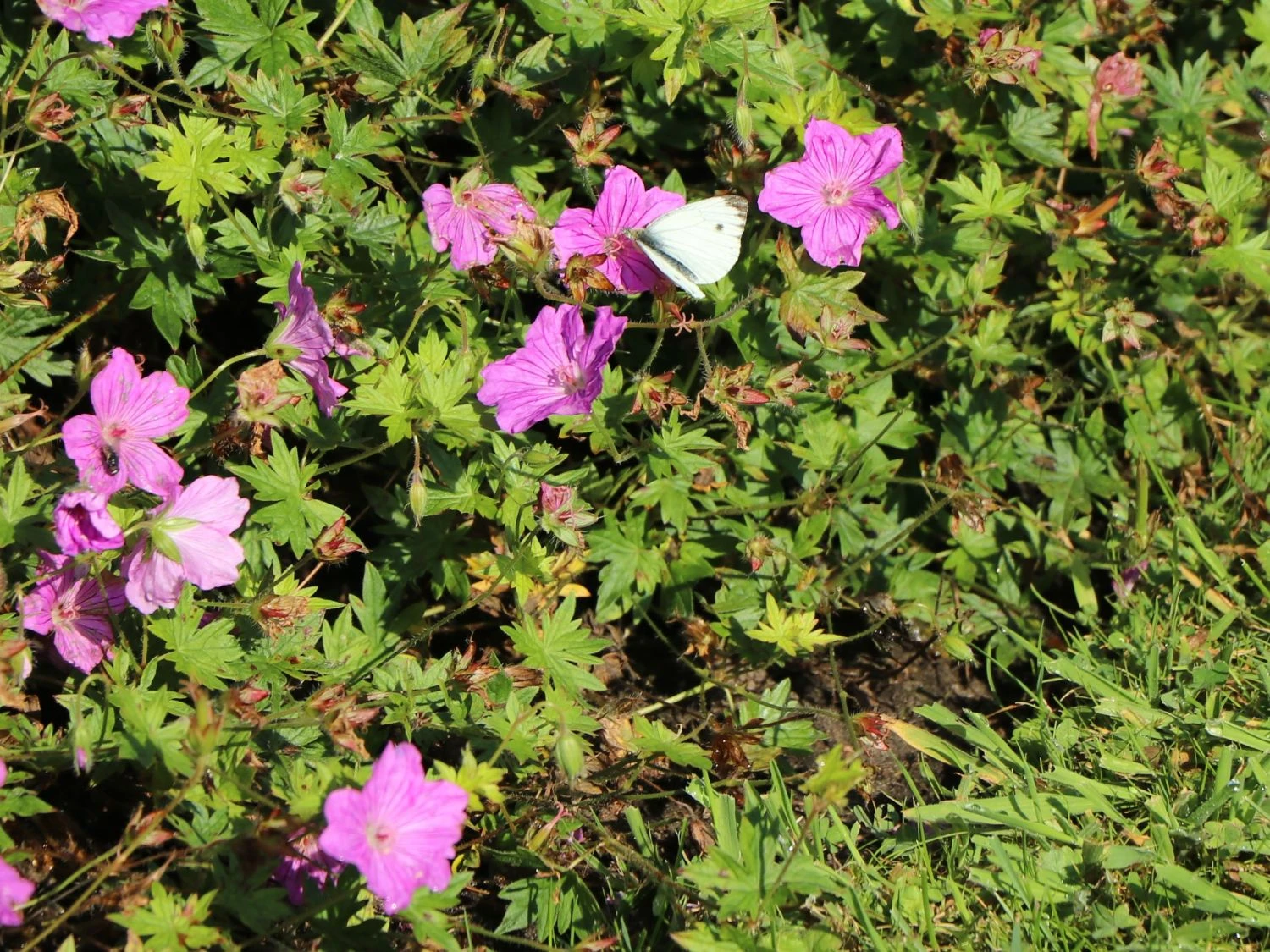 Storchschnabel 'Blushing Turtle' ® 6 Storchschnabel 'Blushing Turtle' ® – Bild 6