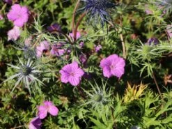 Storchschnabel 'Blushing Turtle' ® 14 Storchschnabel 'Blushing Turtle' ® -Edelrosen Geschaft storchschnabel blushing turtle m099378 w 8