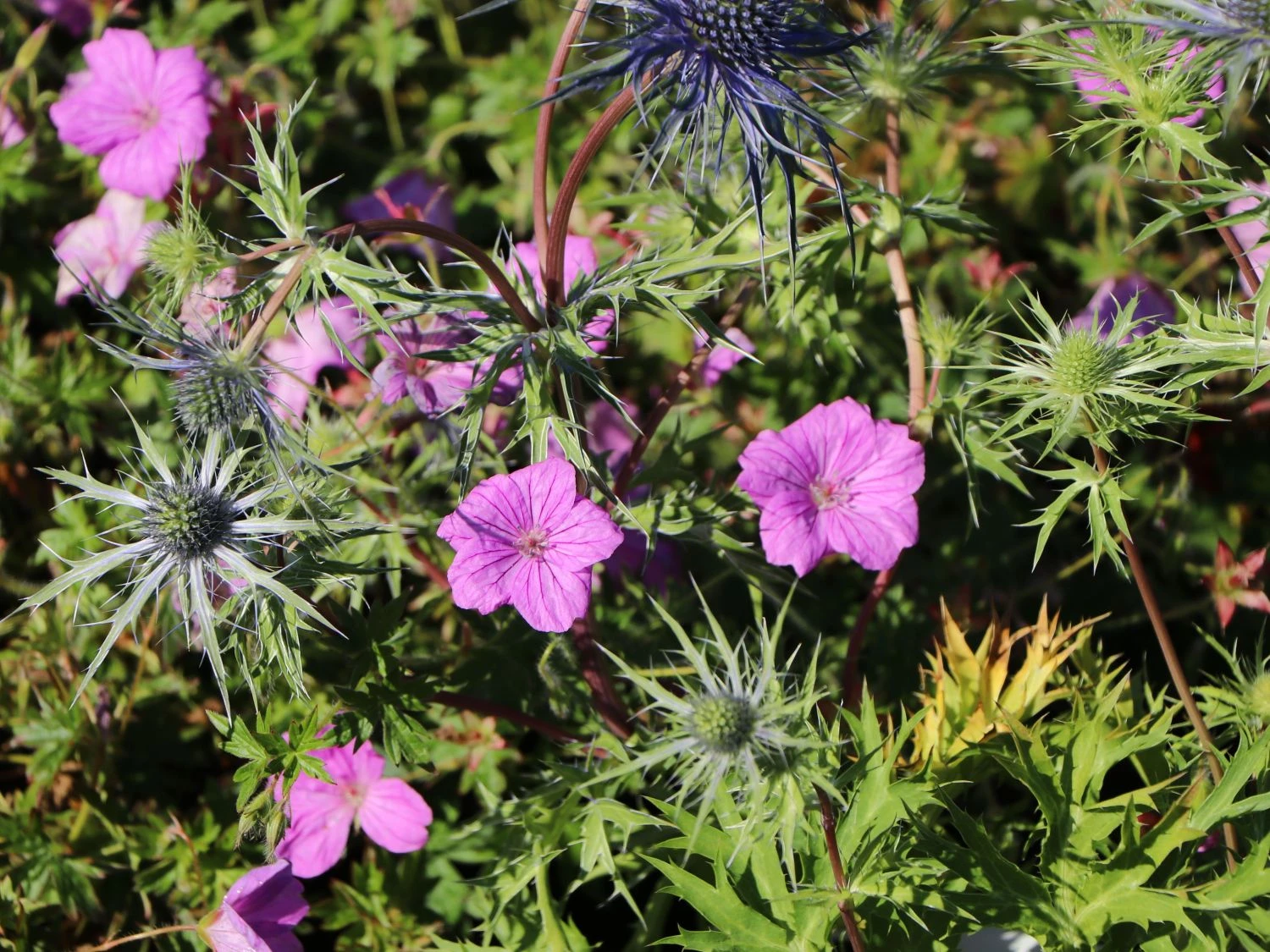 Storchschnabel 'Blushing Turtle' ® 4 Storchschnabel 'Blushing Turtle' ® – Bild 4