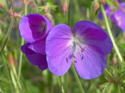 Storchschnabel 'Brookside'