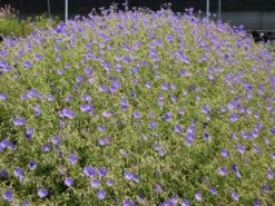 Storchschnabel 'Brookside' -Edelrosen Geschaft storchschnabel brookside m058627 w 0