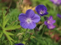 Storchschnabel 'Brookside' -Edelrosen Geschaft storchschnabel brookside m058627 w 1