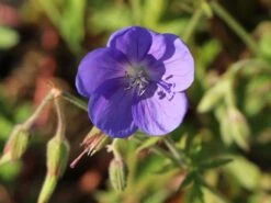 Storchschnabel 'Brookside' -Edelrosen Geschaft storchschnabel brookside m058627 w 10