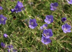 Storchschnabel 'Brookside' -Edelrosen Geschaft storchschnabel brookside m058627 w 4