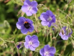 Storchschnabel 'Brookside' -Edelrosen Geschaft storchschnabel brookside m058627 w 5