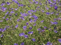 Storchschnabel 'Brookside' -Edelrosen Geschaft storchschnabel brookside m058627 w 6