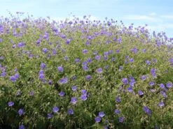 Storchschnabel 'Brookside' -Edelrosen Geschaft storchschnabel brookside m058627 w 7