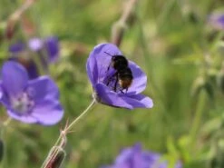 Storchschnabel 'Brookside' -Edelrosen Geschaft storchschnabel brookside m058627 w 8