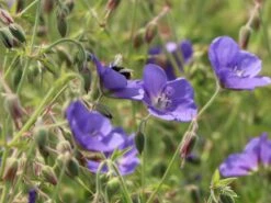 Storchschnabel 'Brookside' -Edelrosen Geschaft storchschnabel brookside m058627 w 9