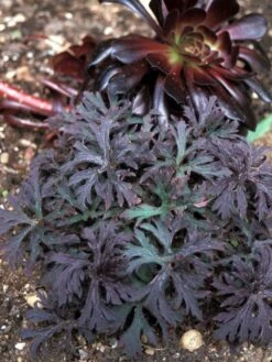 Storchschnabel 'Midnight Reiter' -Edelrosen Geschaft storchschnabel midnight reiter m083270 w 0