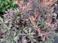 Storchschnabel 'Midnight Reiter' -Edelrosen Geschaft storchschnabel midnight reiter m083270 w 2