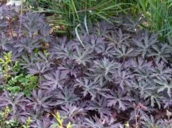 Storchschnabel 'Midnight Reiter' -Edelrosen Geschaft storchschnabel midnight reiter m083270 w 3