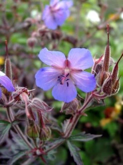 Storchschnabel 'Midnight Reiter' -Edelrosen Geschaft storchschnabel midnight reiter m083270 w 4