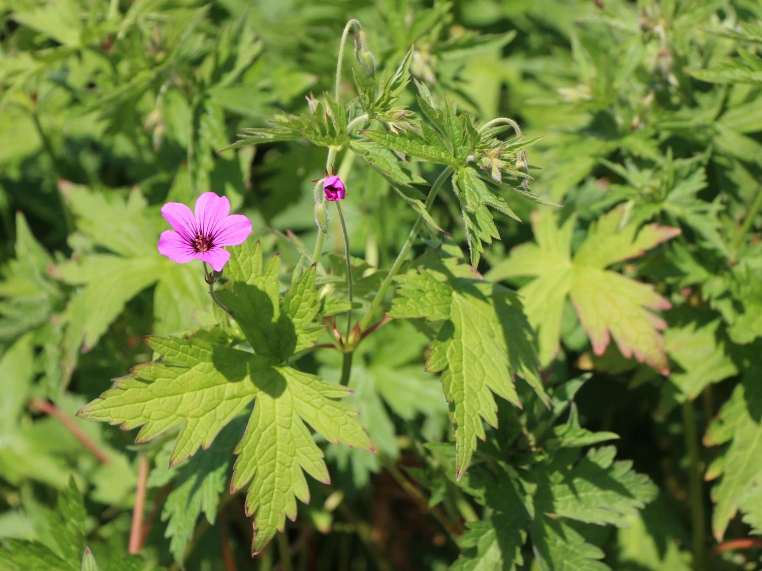 Storchschnabel 'Patricia' 4 Storchschnabel 'Patricia' – Bild 4