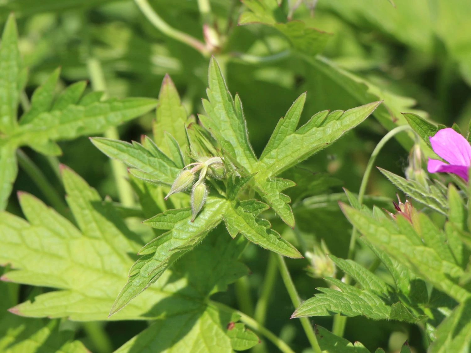 Storchschnabel 'Patricia' 5 Storchschnabel 'Patricia' – Bild 5