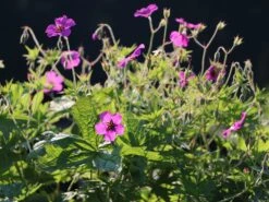 Storchschnabel 'Patricia' 10 Storchschnabel 'Patricia' -Edelrosen Geschaft storchschnabel patricia m058636 w 2