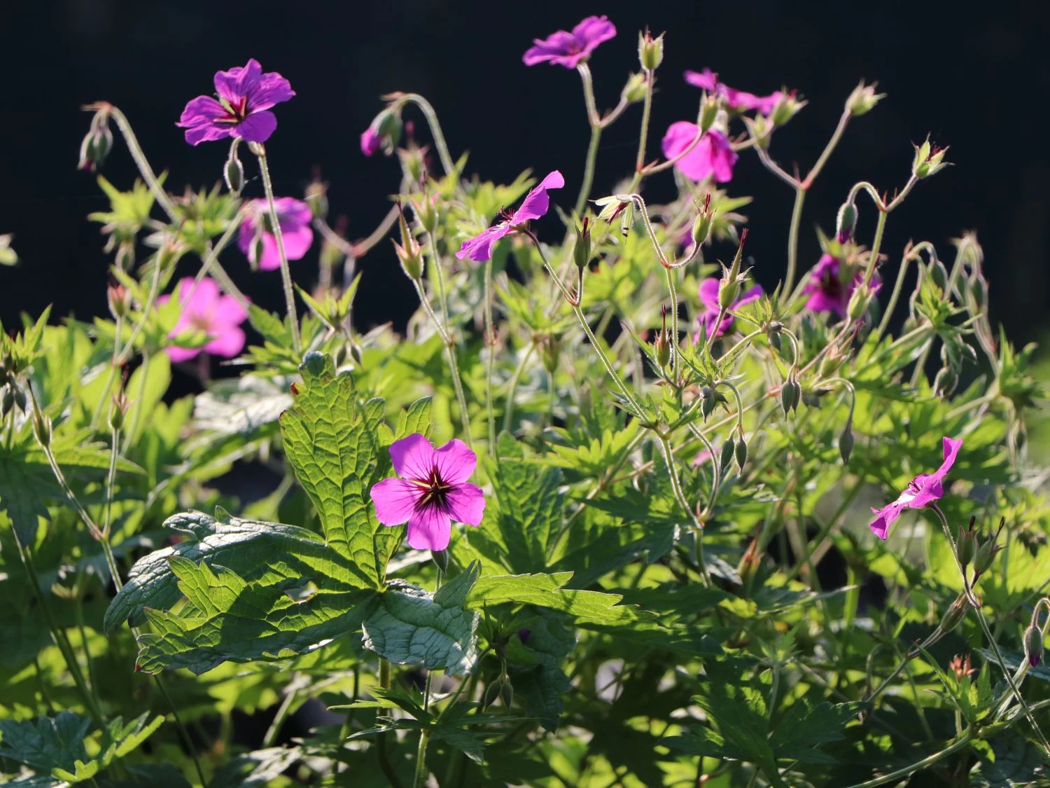 Storchschnabel 'Patricia' 3 Storchschnabel 'Patricia' – Bild 3