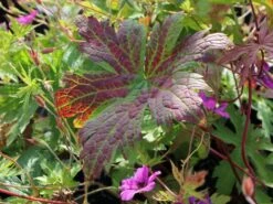 Storchschnabel 'Patricia' 15 Storchschnabel 'Patricia' -Edelrosen Geschaft storchschnabel patricia m058636 w 3