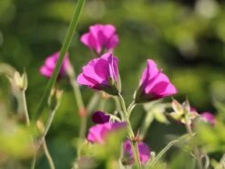 Storchschnabel 'Patricia' 13 Storchschnabel 'Patricia' -Edelrosen Geschaft storchschnabel patricia m058636 w 4