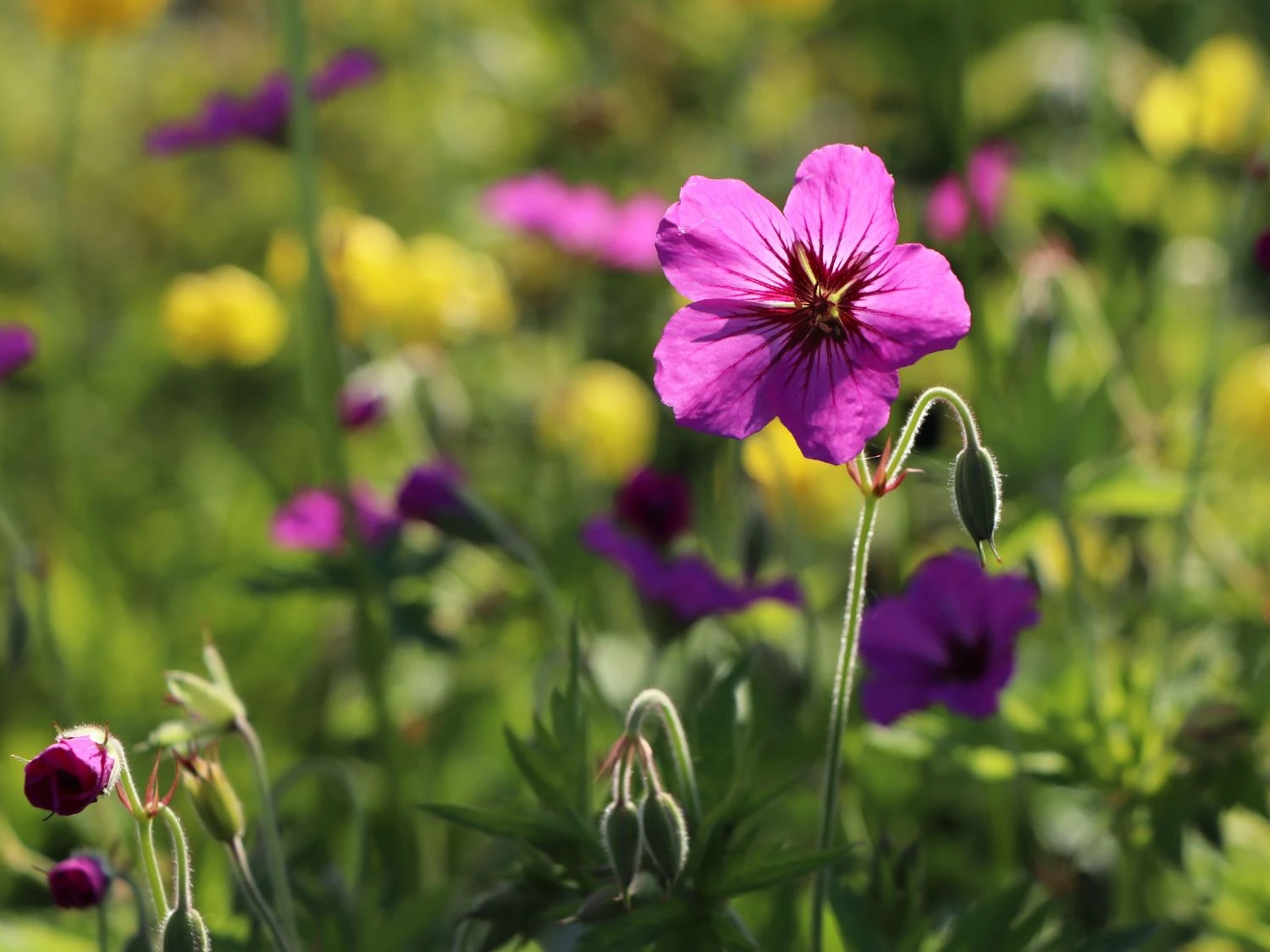 Storchschnabel 'Patricia' 2 Storchschnabel 'Patricia' – Bild 2