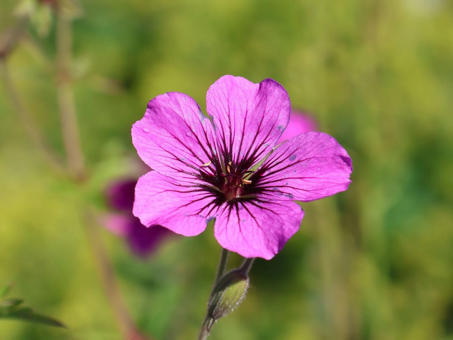 Storchschnabel 'Patricia' 7 Storchschnabel 'Patricia' – Bild 7