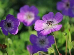 Storchschnabel 'Sylvia's Surprise' ® -Edelrosen Geschaft storchschnabel sylvias surprise m077068 w 0