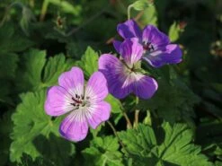 Storchschnabel 'Sylvia's Surprise' ® -Edelrosen Geschaft storchschnabel sylvias surprise m077068 w 1