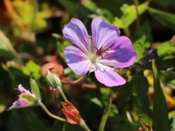 Storchschnabel 'Sylvia's Surprise' ® -Edelrosen Geschaft storchschnabel sylvias surprise m077068 w 2