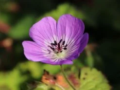 Storchschnabel 'Sylvia's Surprise' ® -Edelrosen Geschaft storchschnabel sylvias surprise m077068 w 5