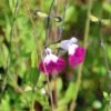 Strauchiger Salbei 'Amethyst Lips'