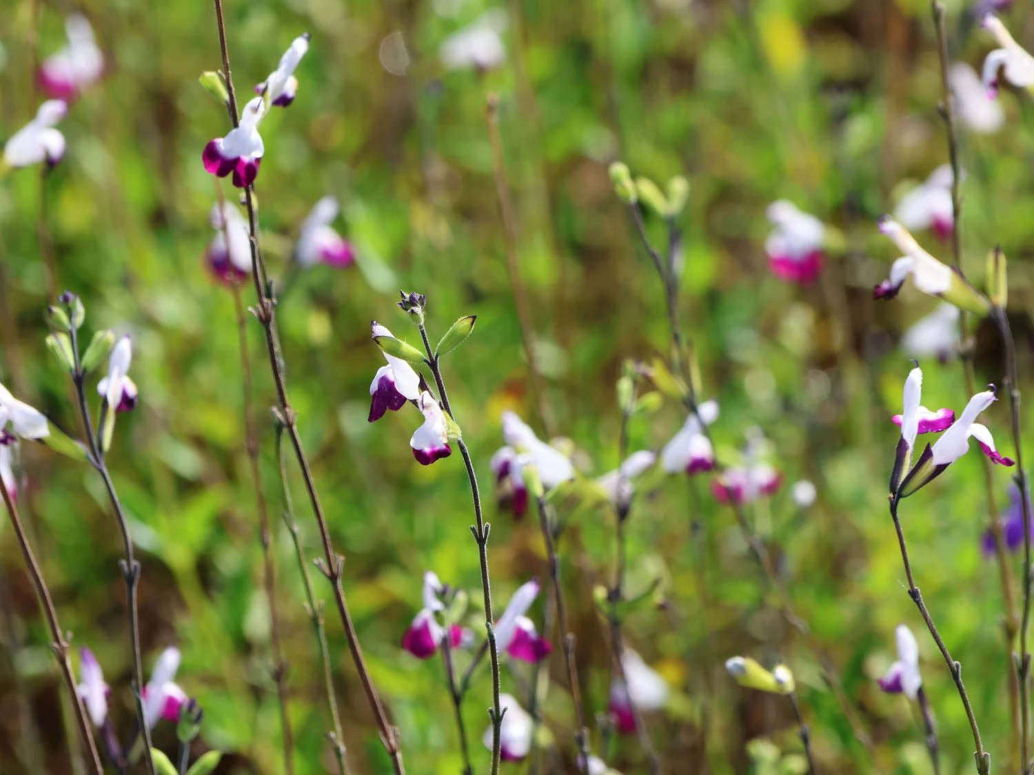 Strauchiger Salbei 'Amethyst Lips' 2 Strauchiger Salbei 'Amethyst Lips' – Bild 2