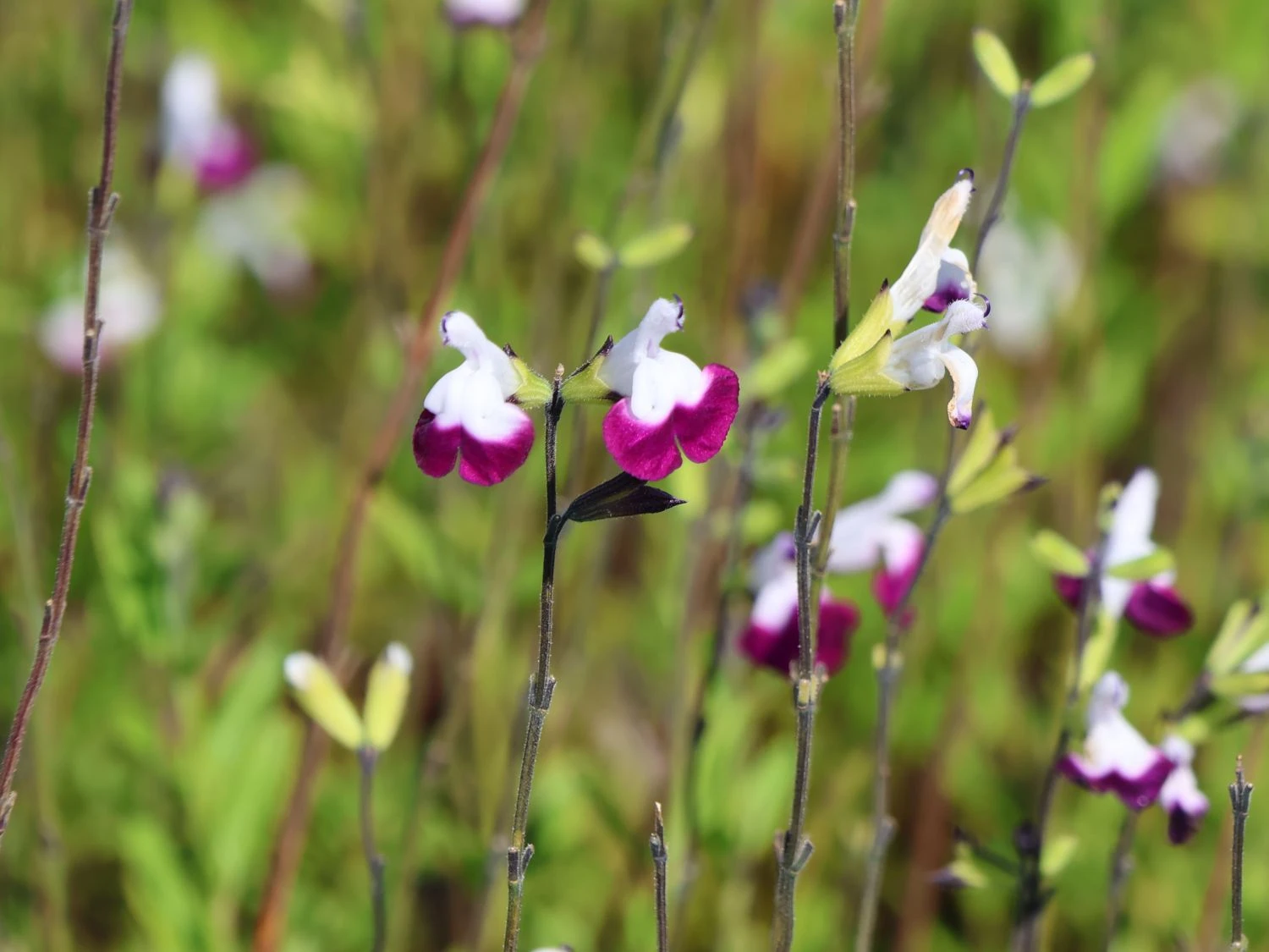 Strauchiger Salbei 'Amethyst Lips' 3 Strauchiger Salbei 'Amethyst Lips' – Bild 3