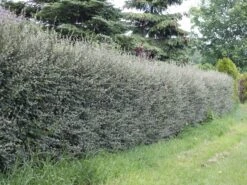 Strauchmispel / Graue Strauchmispel