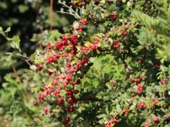 Strauchmispel / Graue Strauchmispel -Edelrosen Geschaft strauchmispel graue strauchmispel m001984 w 1